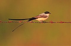 Fork-tailed Flycatcher